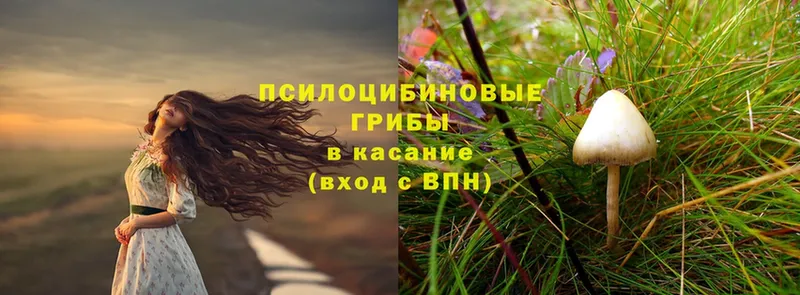 Галлюциногенные грибы Psilocybe  OMG как войти  Анжеро-Судженск 